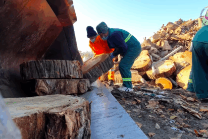 amenda de 100 de ori mai mare pentru cei care taie ilegal copaci in bucuresti 69070928e65ee