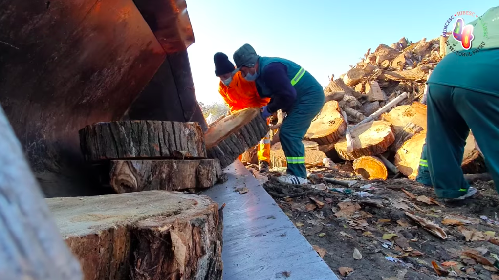 amenda de 100 de ori mai mare pentru cei care taie ilegal copaci in bucuresti 69070928e65ee