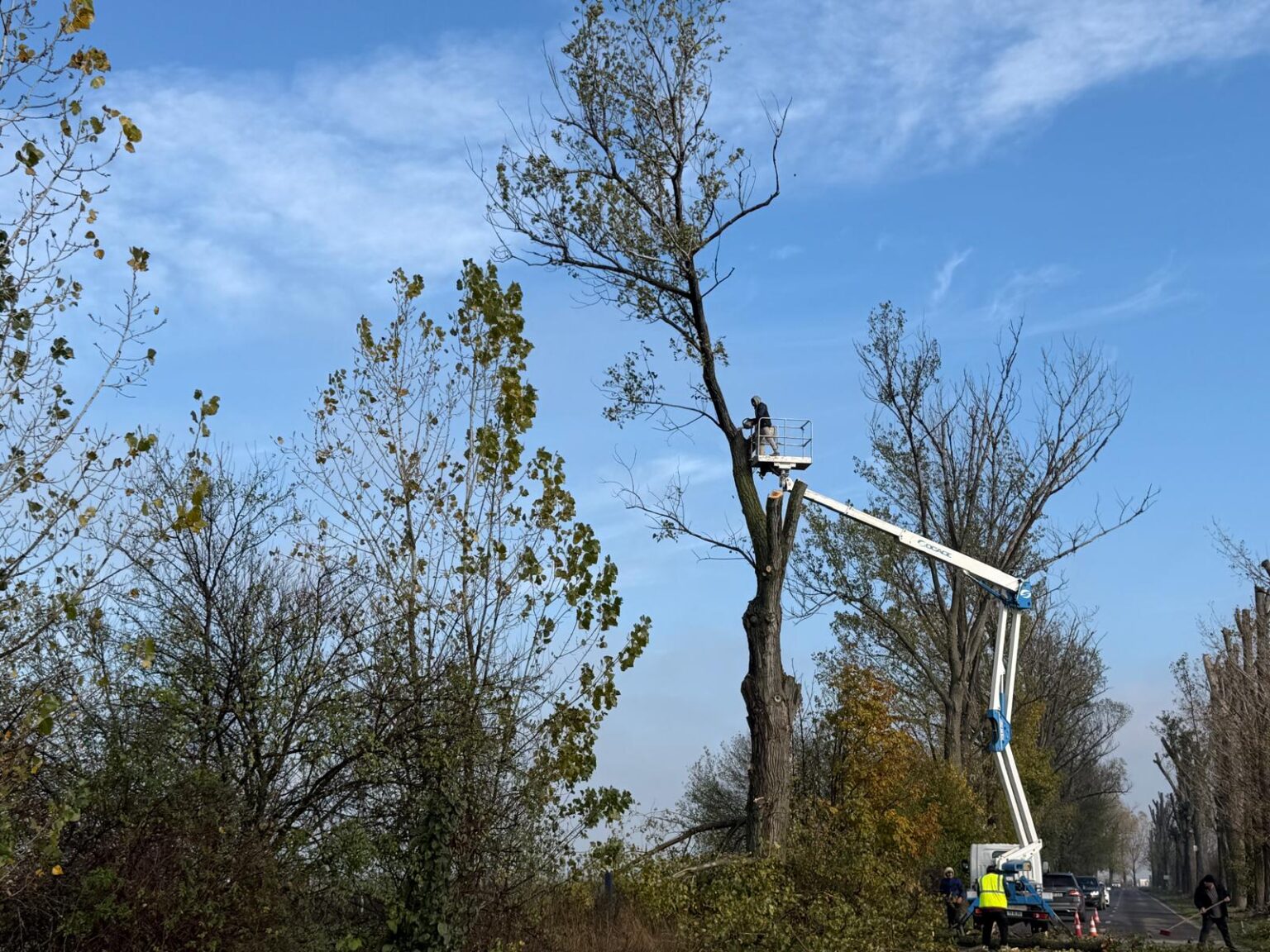 ampla actiune de toaletare a arborilor de langa drumurile judetene din ilfov 6919700df039f