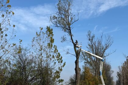 ampla actiune de toaletare a arborilor de langa drumurile judetene din ilfov 6919700df039f