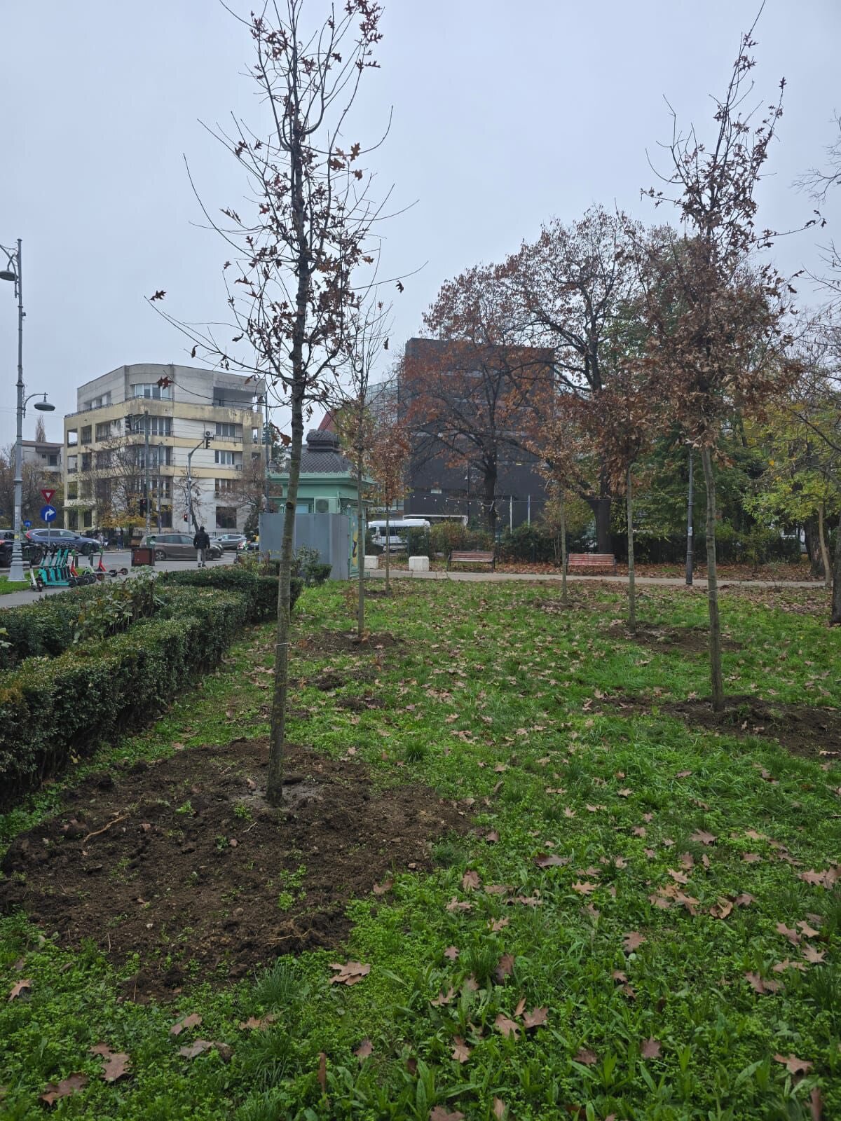 aproape 200 de arbori plantati in parcul regele mihai i 691990ddcaf98