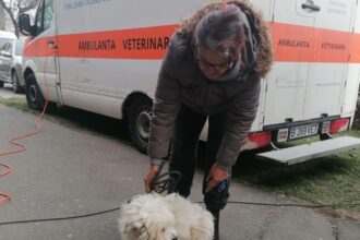 aspa bucuresti deruleaza o campanie gratuita de sterilizare si microcipare pentru cainii de rasa comuna 691b058c27490