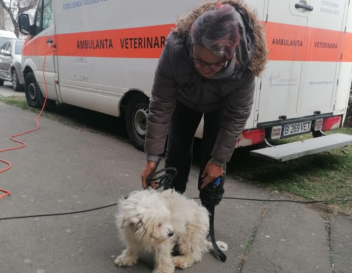 aspa bucuresti deruleaza o campanie gratuita de sterilizare si microcipare pentru cainii de rasa comuna 691b058c27490