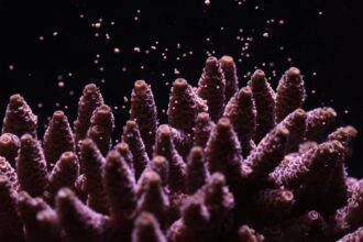 canon lanseaza un proiect revolutionar de conservare a recifelor de corali 691b6dd17ce0c