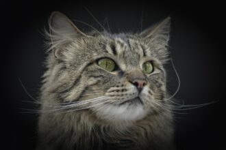 centrul comercial auchan titan gazduieste un wcf international cat show cu peste 180 de pisici de rasa 69205d62261f5