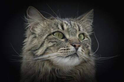 centrul comercial auchan titan gazduieste un wcf international cat show cu peste 180 de pisici de rasa 69205d62261f5