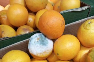 comisarii anpc au dat amenzi de aproape 55 milioane de lei in urma controalelor din aceasta saptamana 6929bd1aa4820