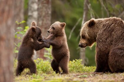 diana buzoianu hranirea ursilor sanctionata cu amenzi cuprinse intre 10 000 si 30 000 de lei 690d084f4b264