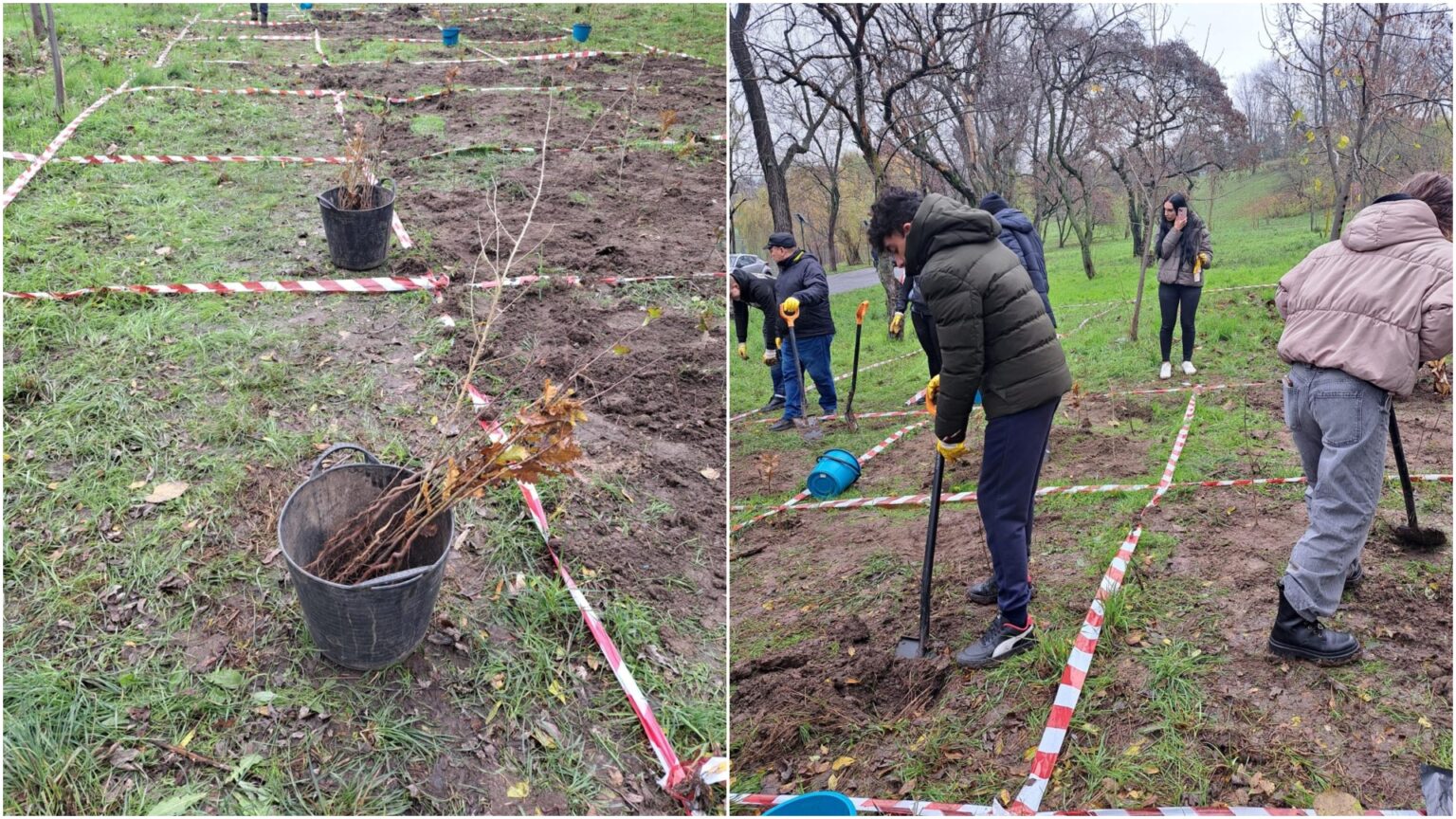 foto 4 000 de copacei se planteaza parcul tineretului echipele pun puieti de stejar paltin artar frasin ulm tei 691f48321e002
