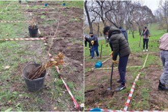 foto 4 000 de copacei se planteaza parcul tineretului echipele pun puieti de stejar paltin artar frasin ulm tei 691f48321e002