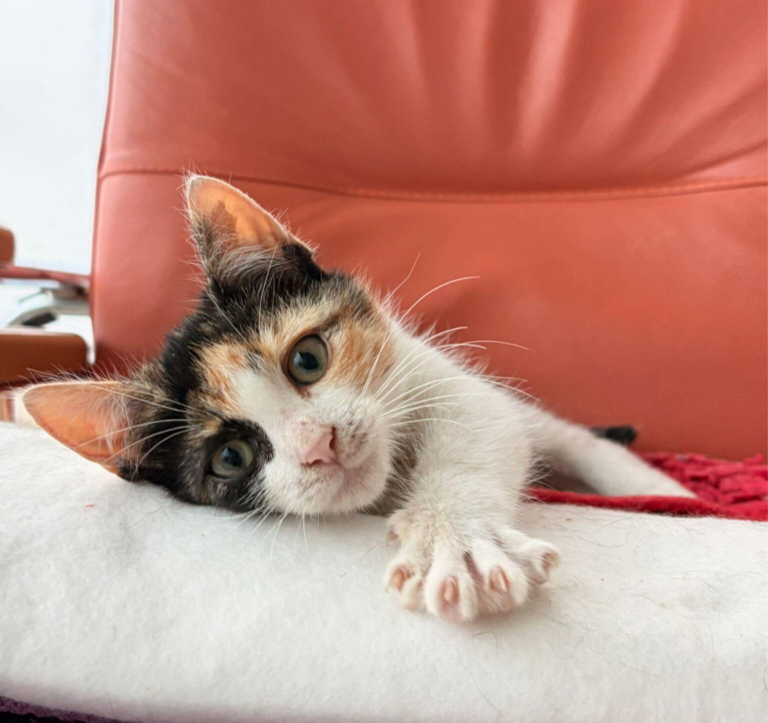 milagros pisicuta care asteapta o familie iubitoare un nou apel la adoptie lansat de protectia animalelor ilfov 691236de97ec9 1