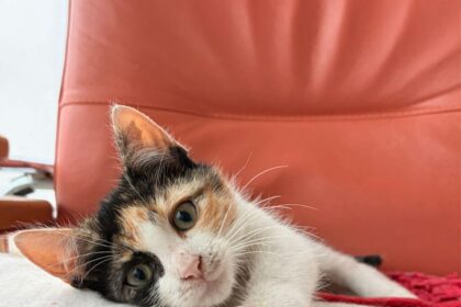 milagros pisicuta care asteapta o familie iubitoare un nou apel la adoptie lansat de protectia animalelor ilfov 691236de97ec9 1