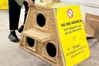 noi casute pentru pisicile fara stapan din bucuresti si ilfov vor fi livrate saptamana viitoare ce conditii trebuie indeplinite pentru a intra in posesia uneia f09f9088 690f4cfde9eb1