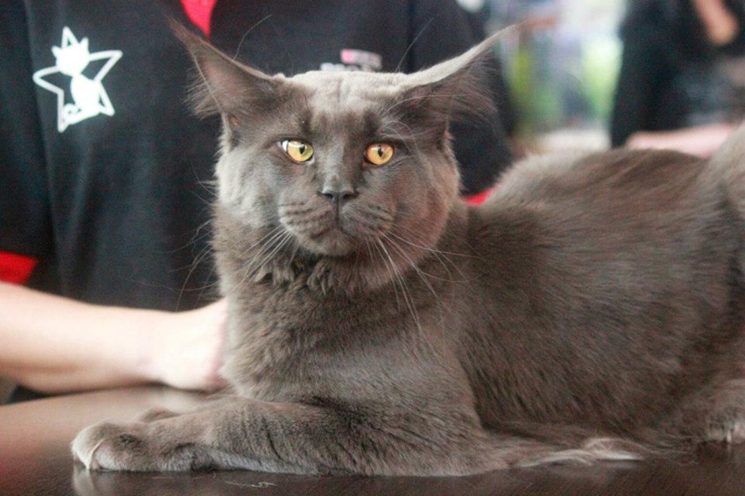 peste 180 de pisici de rasa vor fi la auchan titan in acest weekend f09f9088 se vor intrece in frumusete si talente la o competitie internationala 691f57b18ec56