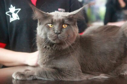peste 180 de pisici de rasa vor fi la auchan titan in acest weekend f09f9088 se vor intrece in frumusete si talente la o competitie internationala 691f57b18ec56