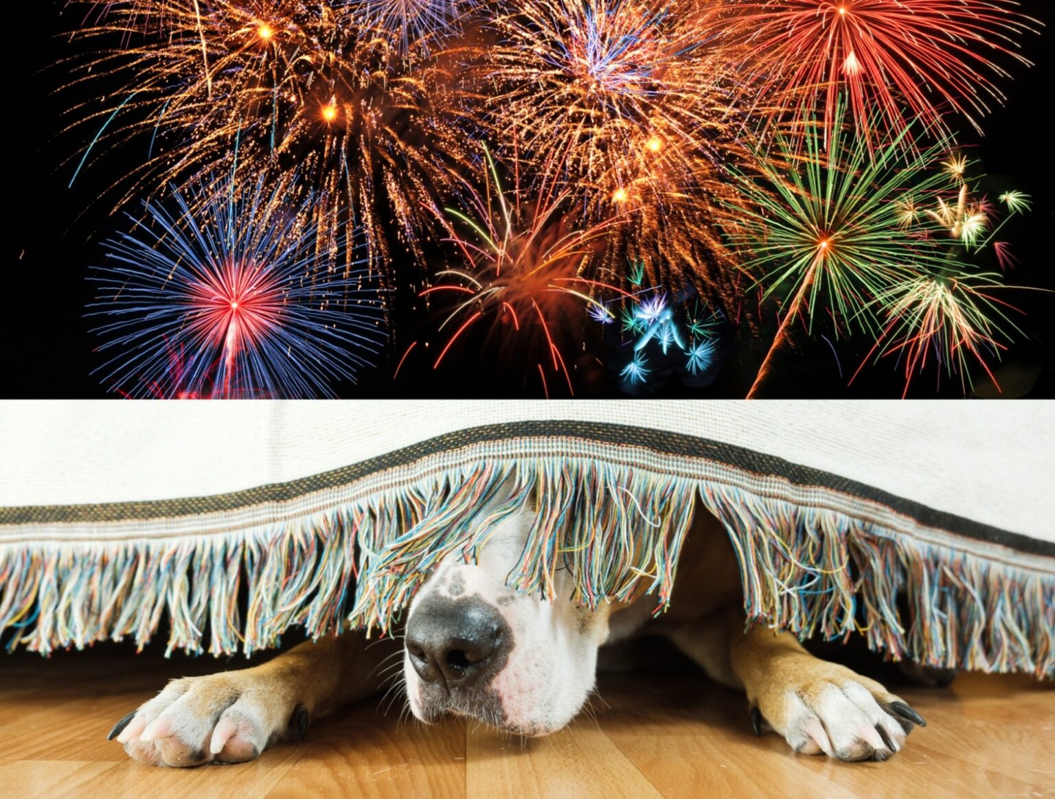 petitie pentru revelion fara petarde si artificii in bucuresti initiatoarea consiliera andreea leonte invoca impactul devastator asupra animalelor 692019c8a7986