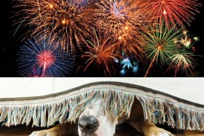 petitie pentru revelion fara petarde si artificii in bucuresti initiatoarea consiliera andreea leonte invoca impactul devastator asupra animalelor 692019c8a7986