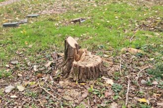 politia locala a municipiului bucuresti sanctioneaza taierile ilegale de arbori in sectorul 3 amenzi de 50 000 de lei pentru taierea a 10 arbori 69283ba2ba13e