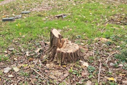 politia locala a municipiului bucuresti sanctioneaza taierile ilegale de arbori in sectorul 3 amenzi de 50 000 de lei pentru taierea a 10 arbori 69283ba2ba13e