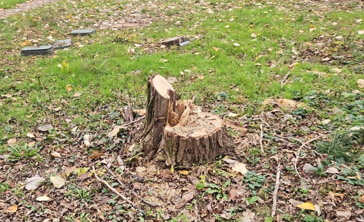 politia locala a municipiului bucuresti sanctioneaza taierile ilegale de arbori in sectorul 3 amenzi de 50 000 de lei pentru taierea a 10 arbori 69283ba2ba13e