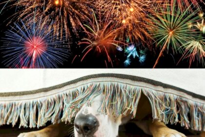 revelion fara artificii in bucuresti acum in faza de proiect pmb lansat in dezbatere publica ce spun bucurestenii care nu mai vor pocnitori de sarbatori 69298eed7cb30