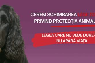 romania are legi pentru animale dar nu are protectie reala campania legea care nu vede durerea nu apara viata aduce in atentie cifrele invizibile ale cruzimii 690c82b4b5acc