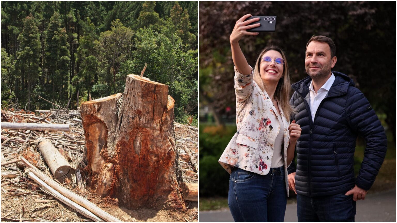 taierea ilegala de copaci din bucuresti ar putea deveni infractiune acum e contraventie un proiect care prevede acest lucru pus in transparenta 69257c0acd08b