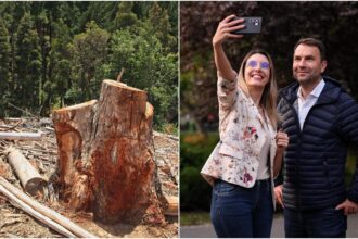 taierea ilegala de copaci din bucuresti ar putea deveni infractiune acum e contraventie un proiect care prevede acest lucru pus in transparenta 69257c0acd08b