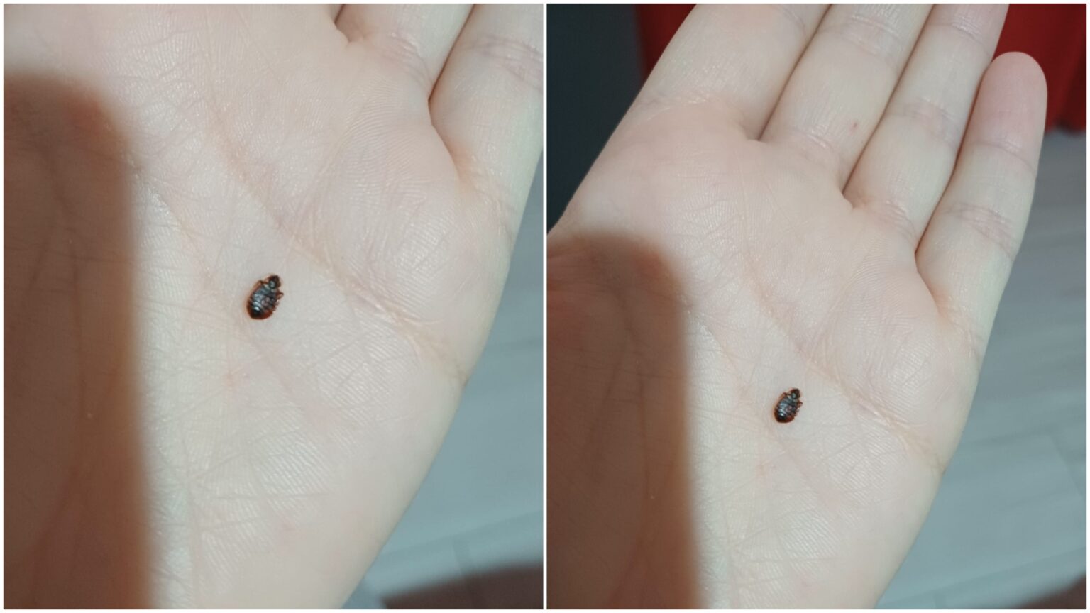 tanara muscata de plosnite in trenul bucuresti sighet mama ei a depus plangere la cfr 6921ccc64001e 1