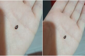 tanara muscata de plosnite in trenul bucuresti sighet mama ei a depus plangere la cfr 6921ccc64001e 1