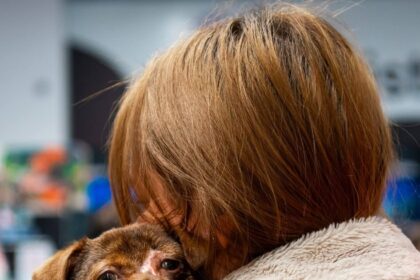 targ indoor de adoptii la maxi pet mihai bravu 690597f4e8508