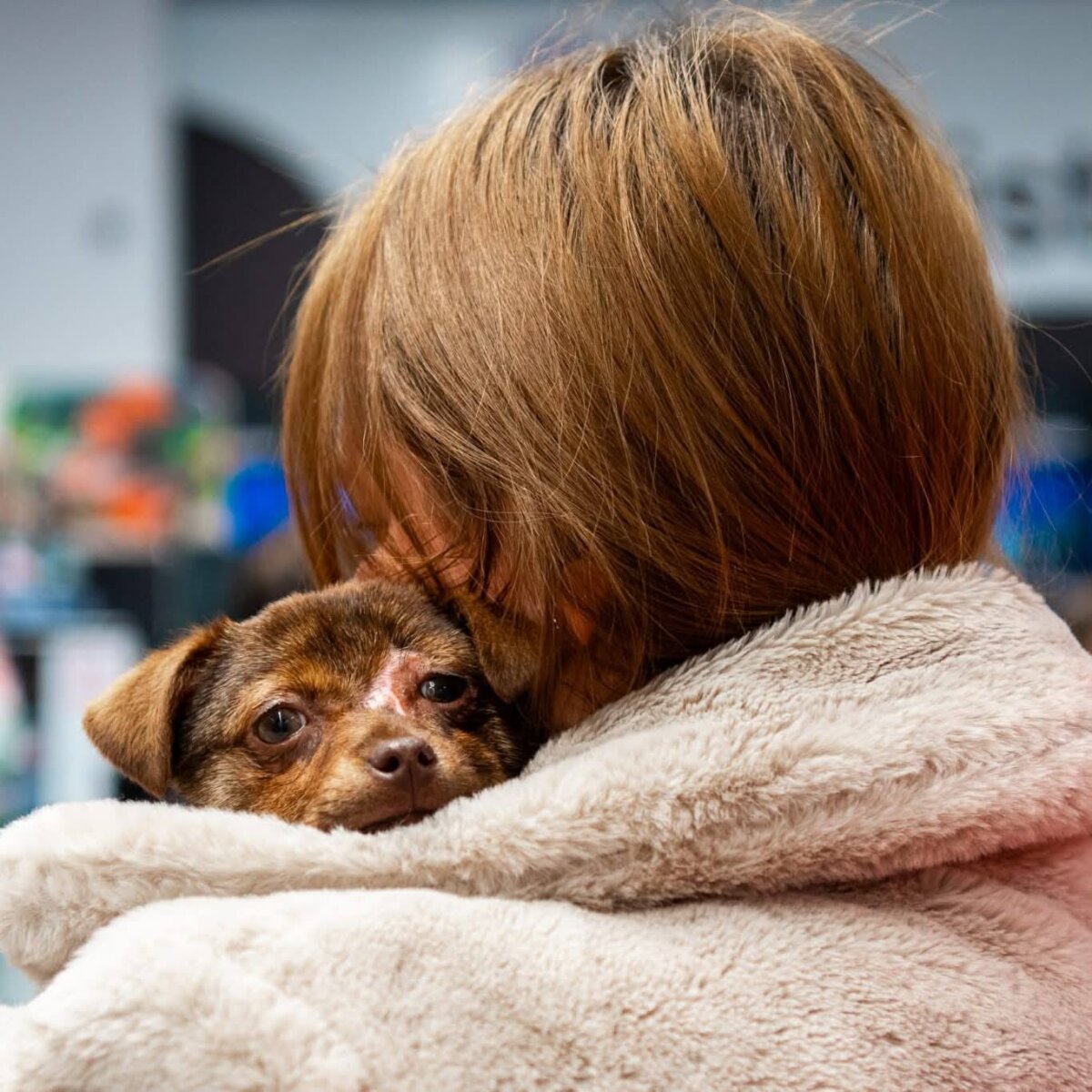 targ indoor de adoptii la maxi pet mihai bravu 690597f4e8508