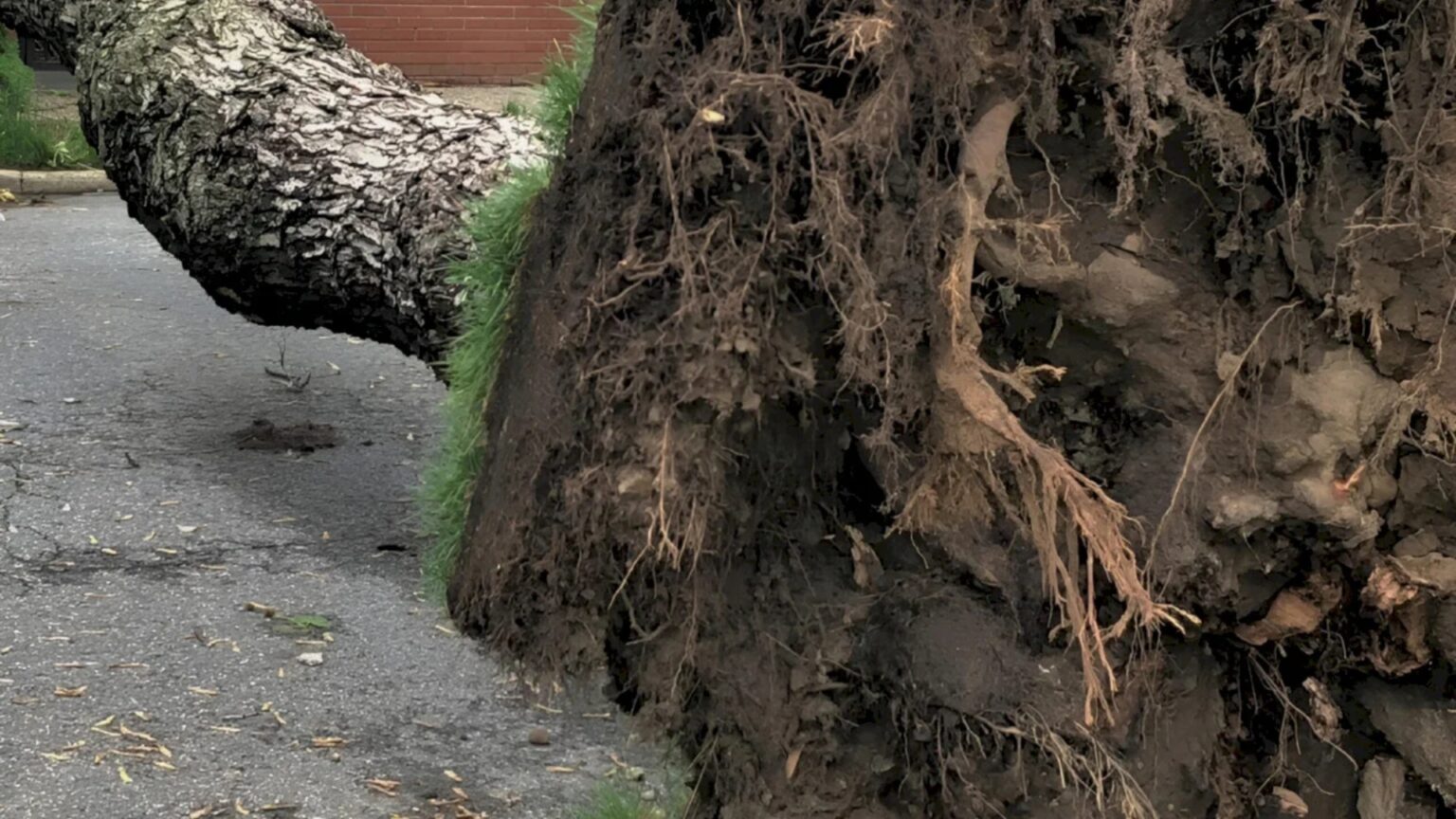 un copac a cazut pe soseaua colentina traficul e dat peste cap stb troleibuzele liniei 66 sunt deviate la baicului update 691378d518ac9