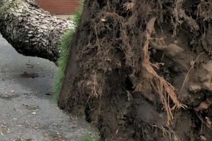 un copac a cazut pe soseaua colentina traficul e dat peste cap stb troleibuzele liniei 66 sunt deviate la baicului update 691378d518ac9