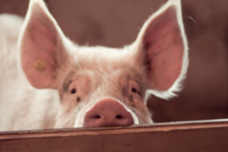 video focar de pesta porcina in judetul buzau fermieri disperati de teama ceilalti localnici au inceput sa si taie porcii pentru craciun 6919656ea81ee