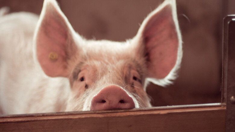 video focar de pesta porcina in judetul buzau fermieri disperati de teama ceilalti localnici au inceput sa si taie porcii pentru craciun 6919656ea81ee