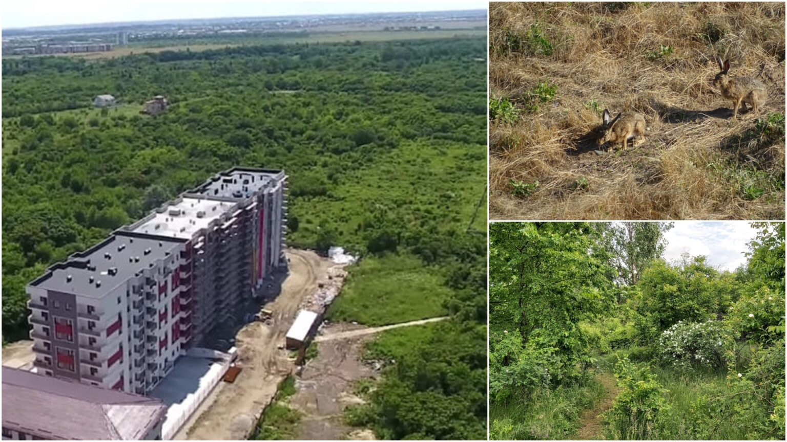 video scrisoare deschisa pentru protejarea de retrocedari a padurii urbane de la serele militari ce propune o asociatie civica pentru a salva spatiul verde 690dec88a4d69