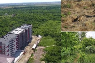 video scrisoare deschisa pentru protejarea de retrocedari a padurii urbane de la serele militari ce propune o asociatie civica pentru a salva spatiul verde 690dec88a4d69