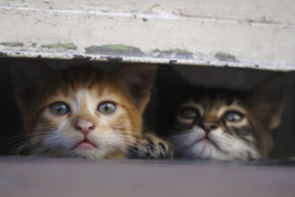 video sigur ca ma deranjeaza pisicile fara stapan s au inmultit alarmant in toate orasele tarii romanii s au impartit in doua tabere 6906f07747766