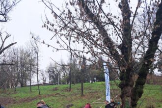 zilele acestea se planteaza copaci in parcul tineretului 6920079411606