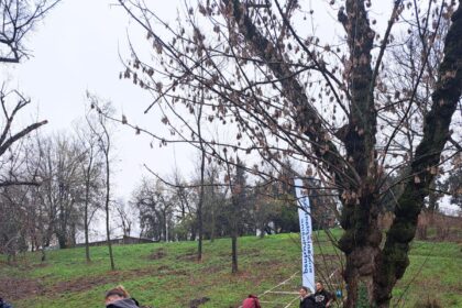 zilele acestea se planteaza copaci in parcul tineretului 6920079411606