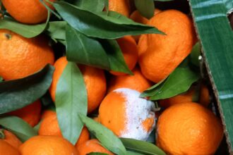 anpc a aplicat amenzi de peste 14 milioane de lei in urma unor controale la peste 1 700 de operatori economici 693c5676270b8