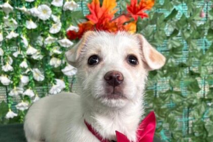 aspa bucuresti participa cu cinci catei la evenimentul paw luck christmas party de pe 10 decembrie 6938483e5330a