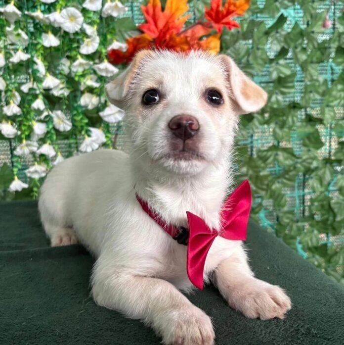 aspa bucuresti participa cu cinci catei la evenimentul paw luck christmas party de pe 10 decembrie 6938483e5330a