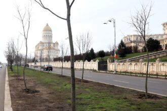 assmb planteaza peste 200 de arbori pentru un bucuresti mai verde si mai sanatos 69453903409bd