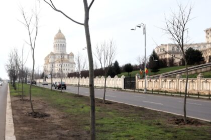 assmb planteaza peste 200 de arbori pentru un bucuresti mai verde si mai sanatos 69453903409bd
