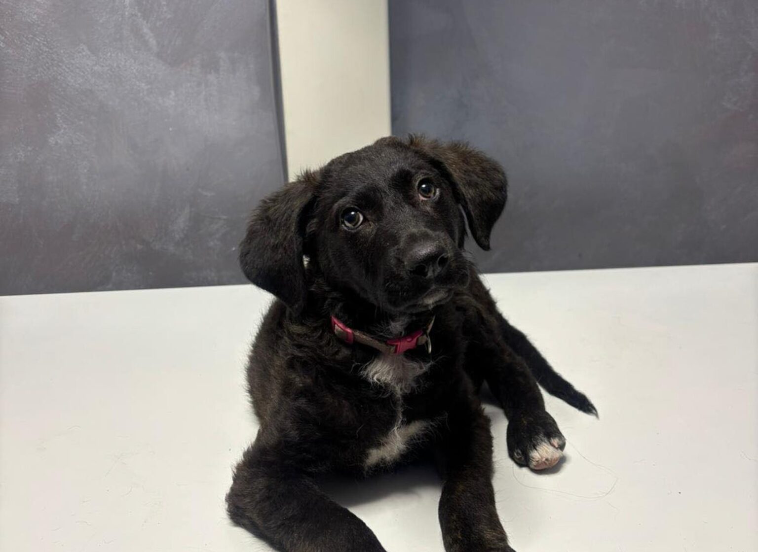 barbat condamnat la inchisoare dupa ce a batut un catel pe o strada din sectorul 5 al capitalei agresorul a primit o pedeapsa de doi ani cu executare 694abc9ba4b67