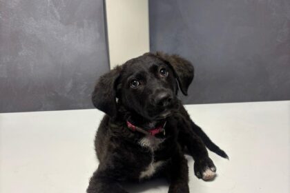 barbat condamnat la inchisoare dupa ce a batut un catel pe o strada din sectorul 5 al capitalei agresorul a primit o pedeapsa de doi ani cu executare 694abc9ba4b67