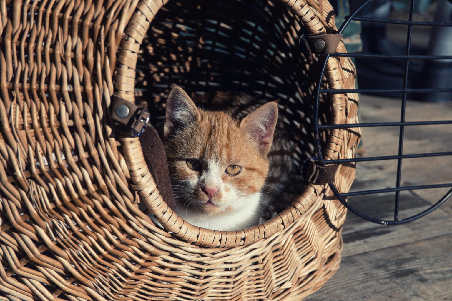 casute miautastice pentru pisicile fara stapan din sectorul 2 f09f9088 bucurestenii pot depune cereri pentru adaposturile gratuite anunta ps2 6942e0bf340fe