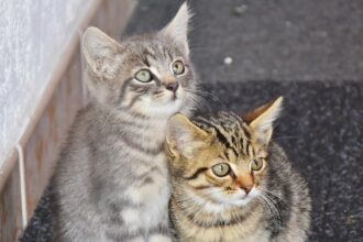 casute pentru pisici vandalizate de copii la cateva ore de la instalare in sectorul 1 6947aacfee1f6